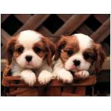 creches e pet shop para cachorros Vila Mariana