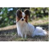creches hotéis para cachorros Granja Viana