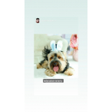 creches para cães contato Butantã