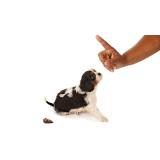 curso de adestramento animal Bela Vista