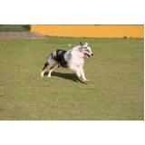 curso de adestramento border collie preço Lapa