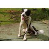 curso de adestramento border collie Lapa