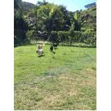curso de adestramento canino preço Lapa