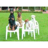 curso de adestramento de cães presencial preço Tamboré