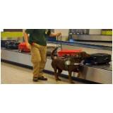 cursos de condução de cão de faro Jaguaré