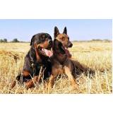 cursos para adestrar cão bravo Osasco