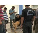 cursos para treinar cão de faro Santana de Parnaíba