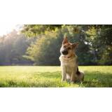 day care canino Itapevi
