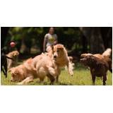 day care de cachorros Alphaville