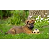 day care para cães Cotia