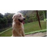 detetive para resgatar cães perdidos Vila Maria