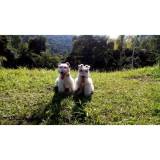 detetives de cães perdidos preço Jardim Bonfiglioli