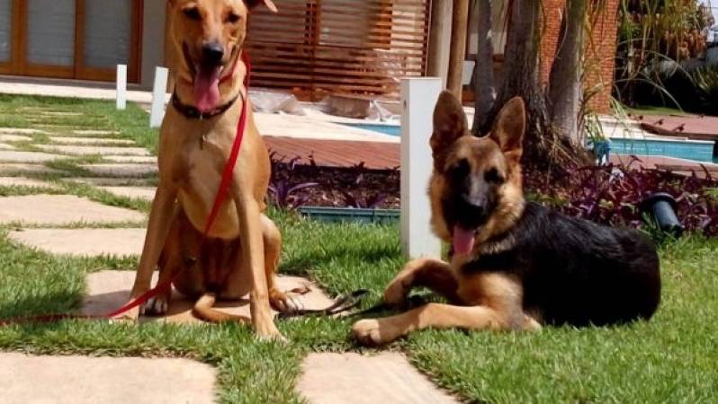 empresa de adestramento de cães golden Butantã