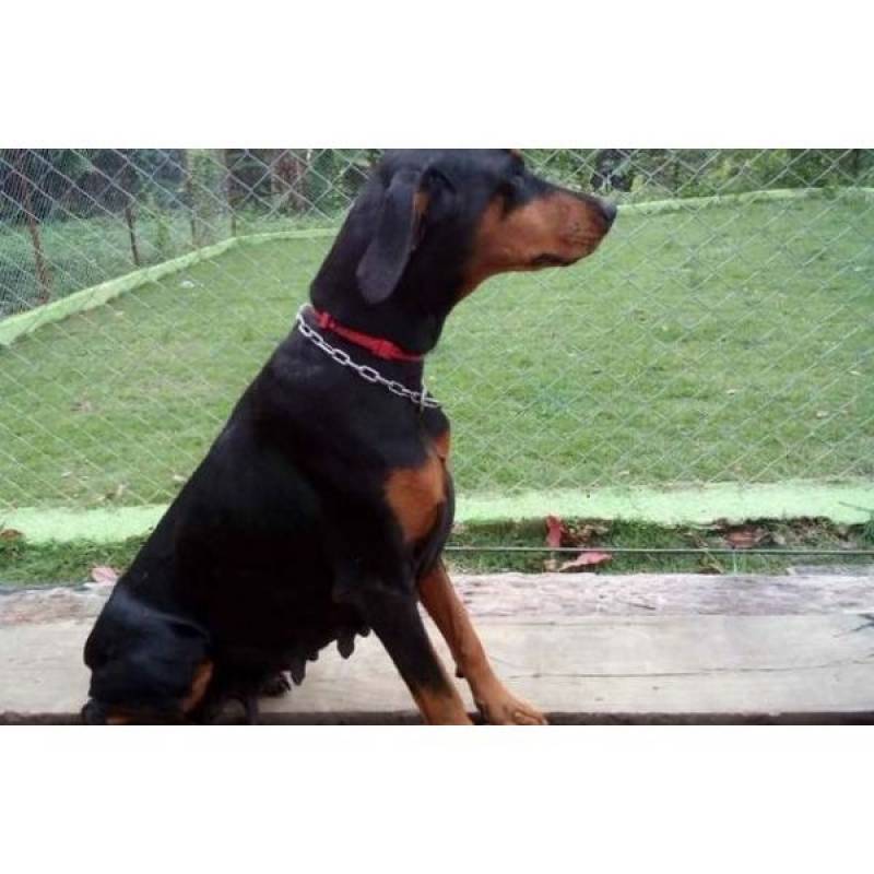 empresa de adestramento de cães profissional Vila Mariana