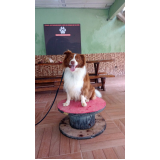 empresa que faz treinamento para cachorro Higienópolis