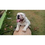 encontrar cachorro perdido com cão farejador Osasco