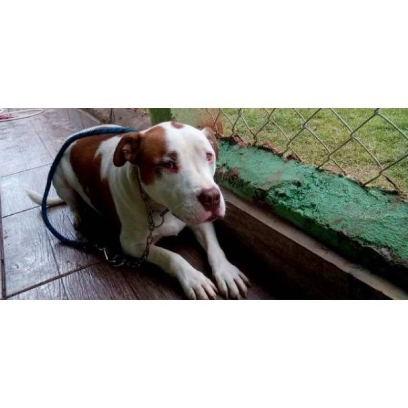 encontrar cachorros perdidos Tamboré