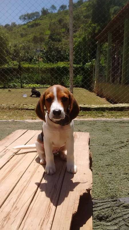 especialista encontrar cachorro perdido Vila Olímpia 