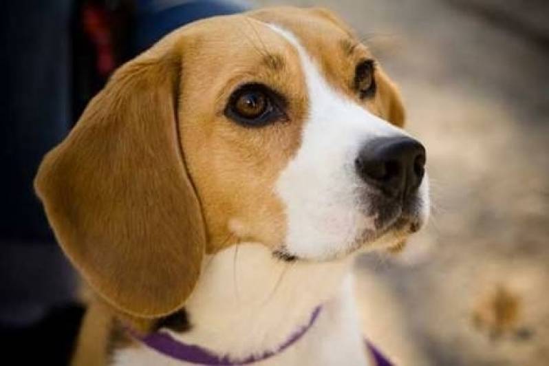 especialista para encontrar cachorro valor Alto da Lapa