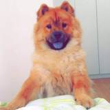hotel cachorro valor diária Jardim Bonfiglioli