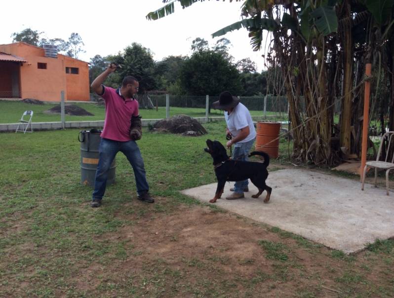 hotel para cachorro de luxo Barueri