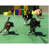hotelzinhos de cachorro com agility Higienópolis