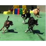 hotelzinhos de cachorro com agility Morumbi