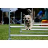 Hotelzinho de Cachorro com Agility