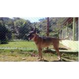 locação cão de guarda Butantã
