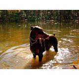 locação de cão de guarda Aldeia da serra -