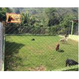 onde alugar cachorro segurança Jardim Bonfiglioli