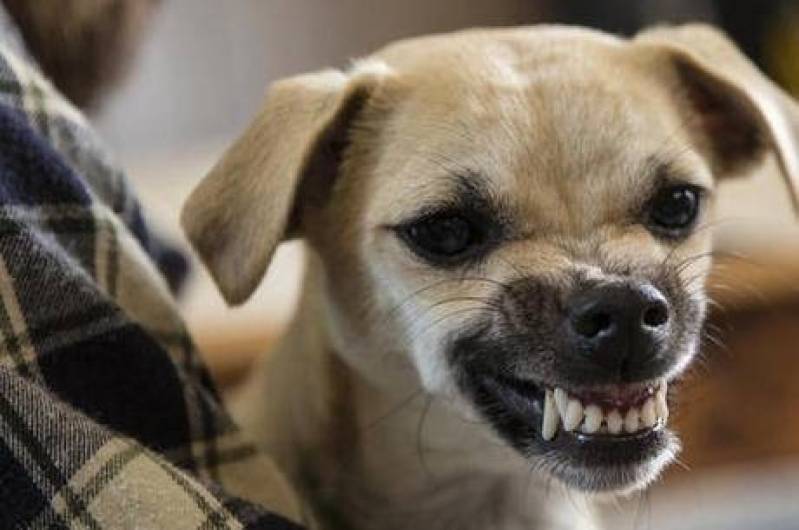 onde encontrar adestramento de cão farejador Jaguaré