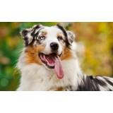 onde encontrar cachorro de aluguel Jardim Bonfiglioli