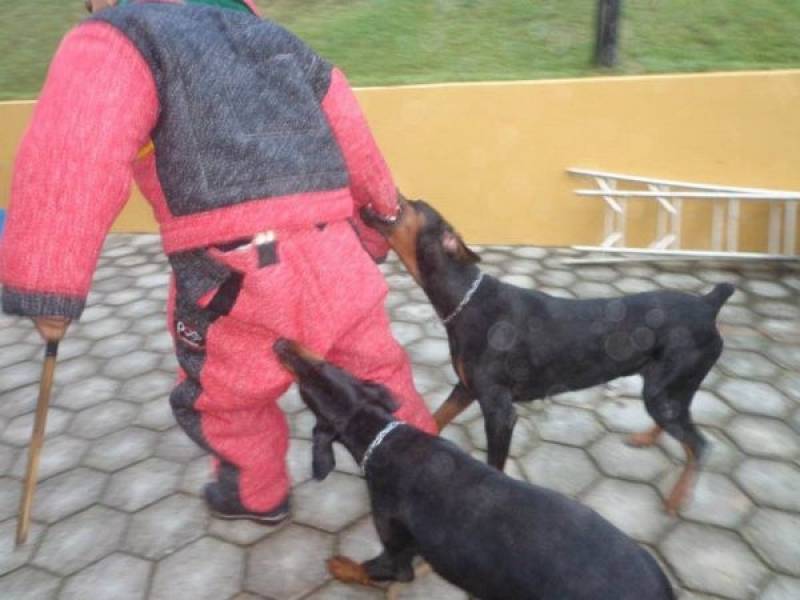 onde encontrar cães de guarda aluguel Rio Pequeno