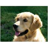 onde encontrar creche de cachorros golden retriever Bom Retiro