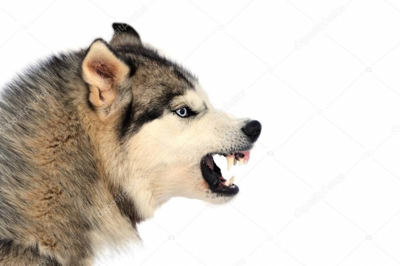 onde encontrar curso de adestramento de cães Alphaville