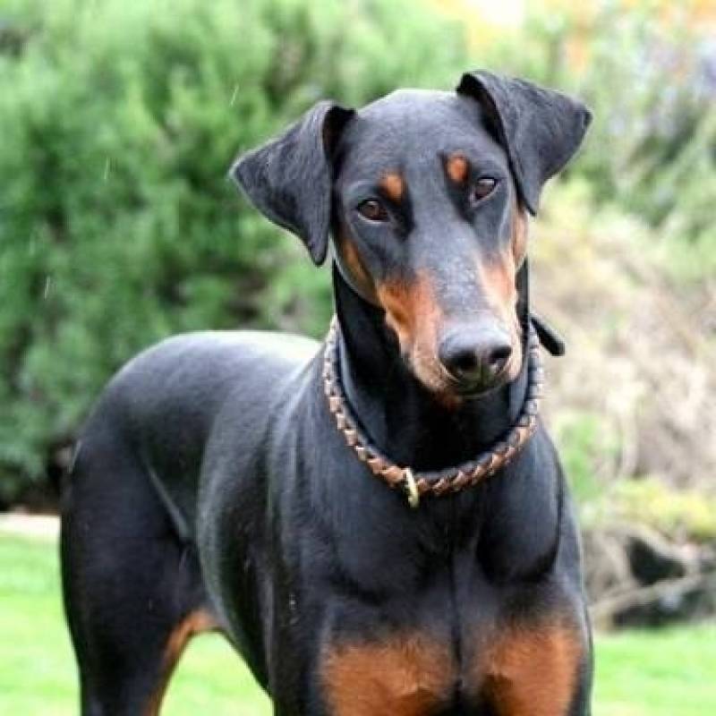 onde encontrar curso para adestrar cachorro Higienópolis