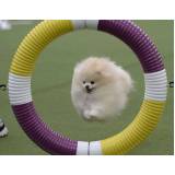 onde encontrar day care de cachorro Aldeia da serra -