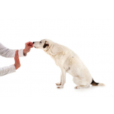 onde encontro adestrador de cães Higienópolis