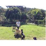 onde encontro curso de adestramento canino Bom Retiro