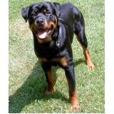 onde encontro curso para adestrar cão bravo Vila Madalena