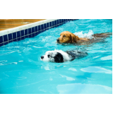 onde encontro hotel com hidro para cachorros Vila Maria