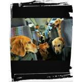 onde encontro hotel para cão idoso Alto da Lapa