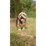 onde encontro serviços de creche para cachorro Morumbi
