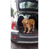 orçamento de adestrador comportamental de cachorro Osasco