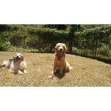 orçamento de adestrador de cães golden retriever Butantã