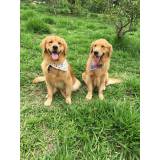 orçamento de adestrador de cães golden Vila Maria