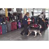orçamento de cães farejadores aeroporto Tamboré