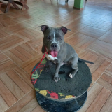 preço de adestramento para cão com problema de comportamento Jardim Bonfiglioli