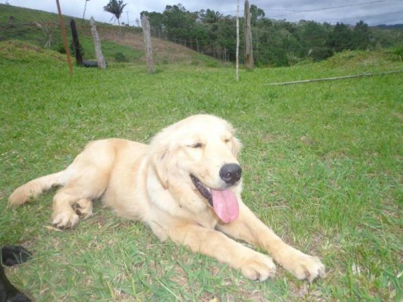 procuro por adestrar cachorro hiperativo Butantã